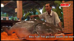 Clip: Cá tra khủng nặng gần 230 kg mắc lưới ngư dân