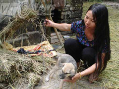 Chuyện lạ ở Bắc Giang: Vật nuôi thi nhau ‘tự tử’