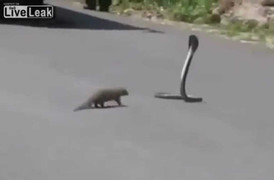 Clip: Chồn lì lợm đánh thắng hổ mang chúa