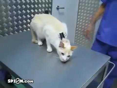 Clip: Bí kíp 'điểm huyệt' mèo