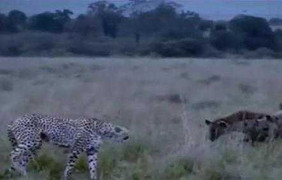 Video: Báo Cheetah đuổi linh cẩu chạy bạt vía, bảo vệ con