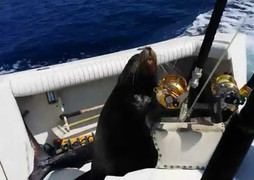 Clip: Hải cẩu nhảy lên thuyền 'xin cá'