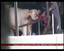 Vạch trần thủ đoạn bơm nước dã man vào trâu bò trước giết mổ