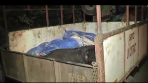 Clip: Máy bay va vào con trâu khi chuẩn bị cất cánh