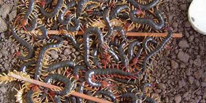 Rết khổng lồ xuất hiện ở Sóc Trăng