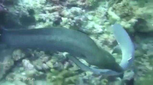 Xem lươn khủng suýt nuốt chửng cá mập