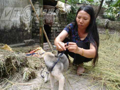 Vật nuôi 4 chân ‘tự tử’ ở Bắc Giang: Bức màn bí ẩn