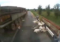 Video: Đàn dê qua đường, gặp nạn đáng thương