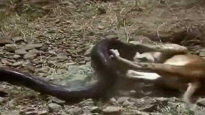 Clip: Sư tử bị trăn truy sát thảm hại