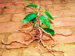 Áp dụng khoa học kỹ thuật nâng giá trị cây thuốc Việt