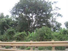 Nam thanh niên treo cổ tự vẫn bên quốc lộ