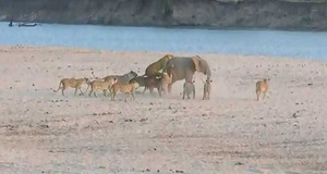 Clip: Voi con đơn độc chống lại 14 sư tử