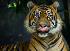 Tìm ra chất khiến ma cà rồng thèm máu