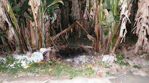 Bí ẩn xác chết cháy đen bên bụi chuối