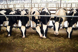 Trang trại Vinamilk đạt chuẩn quốc tế GlobalG.A.P