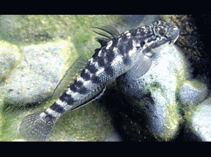 Phát hiện thú vị chưa biết trong thế giới động vật