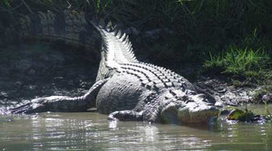 Video: Cá sấu phục kích xơi tái lợn rừng