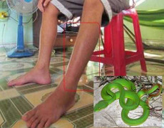 Dân hoang mang bị rắn lục đuôi đỏ bò vào nhà tấn công