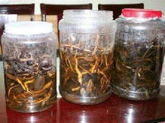 Uống rượu ngâm rễ cây rừng độc, khỏe mấy cũng tử vong