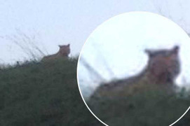 Clip: Hổ dữ xổng chuồng, cả thành phố hoảng sợ