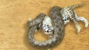 Video: Báo ác chiến, trăn khủng chạy tháo thân