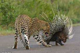 Clip: Báo ma mãnh dùng tuyệt chiêu xuyên thủng áo giáp nhím