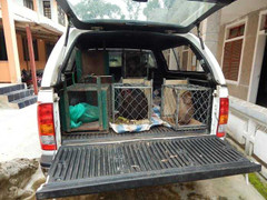 6 động vật quý hiếm cần được cứu hộ khẩn cấp