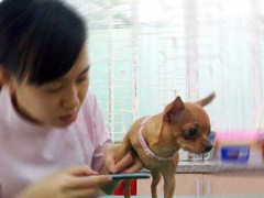 Chó mèo thượng lưu: Ở 5 sao, xài hàng hiệu, đi spa