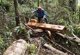 Đau lòng gỗ quý rừng Đắk Lắk, Gia Lai bị tận diệt