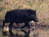 Heo rừng tấn công, học sinh lớp 9 tử vong