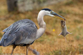 Clip: Chuột cố gắng trốn thoát trước miệng 'sát thủ' cò