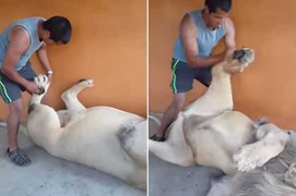 Sư tử ngoan ngoãn nằm im cho chàng trai mát-xa chân