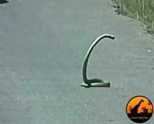 Bắt gặp rắn nhảy múa giữa đường