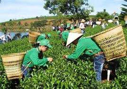 Khốn đốn vì tin đồn 'trà nhiễm dioxin'