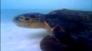 Clip: Cá mập bị rùa biển tấn công tới tấp