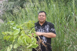 Thảo dược kỳ quái trị ‘bệnh nhà giàu’ của ông lang Giáy