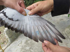 Đổ xô xem chim bồ câu có chữ viết lạ trên cánh