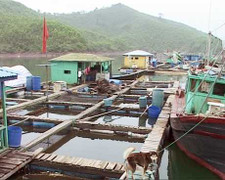 Cha mải trộn thức ăn cho cá, con chết đuối