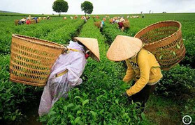 Bác tin đồn thất thiệt chè Việt Nam nhiễm dioxin