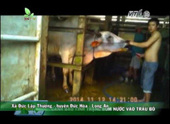 Video: Phóng viên vào vai lái buôn, vạch trần thủ đoạn bơm nước vào trâu bò dã man