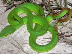 Có kẻ lạ mặt thả rắn lục đuôi đỏ cắn người?