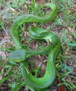 Kẻ lạ mặt đến Quảng Ngãi thả rắn lục cắn người?