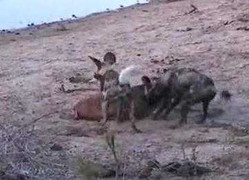 Chó hoang lôi tuột linh dương lên bờ xẻ thịt