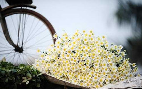 Mốt chơi mới cực độc chốn Hà thành