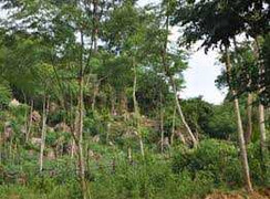 Bắn vợ rồi vào rừng treo cổ tự tử