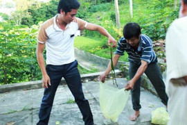 Vì sao rắn lục xuất hiện ồ ạt ở nhiều nơi?