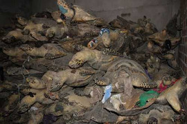 Thảm sát rùa biển: Tội ác bao giờ chấm dứt?