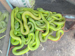 Clip: Rắn lục đuôi đỏ bò vào nhà, tấn công người ở Quảng Nam