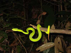 Clip: Cách sơ cấp cứu khi bị rắn lục đuôi đỏ tấn công