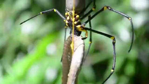 Clip: Nhện xơi tái rắn dài nửa mét